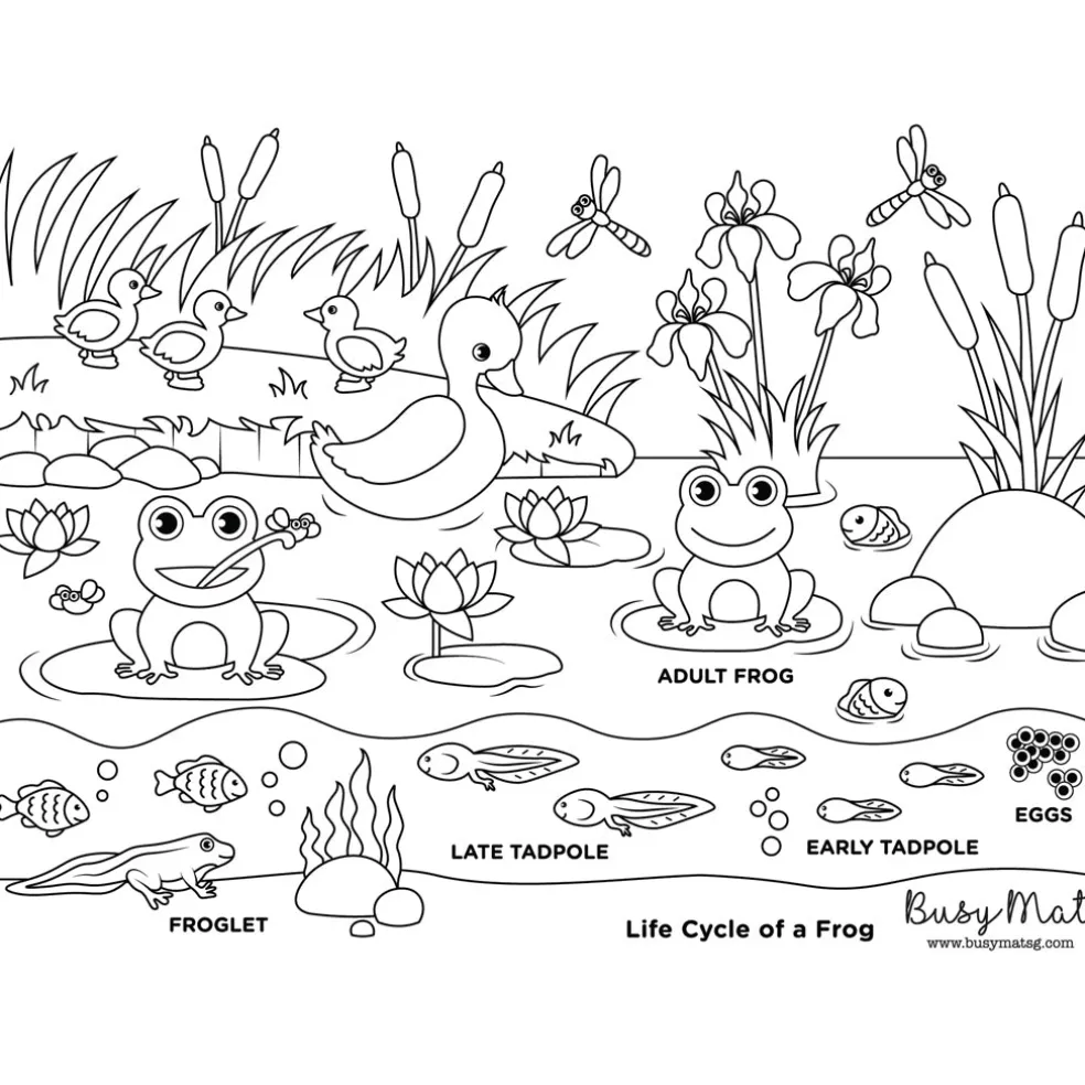 Busymat Travel Placemat - Life Cycle of a Frog